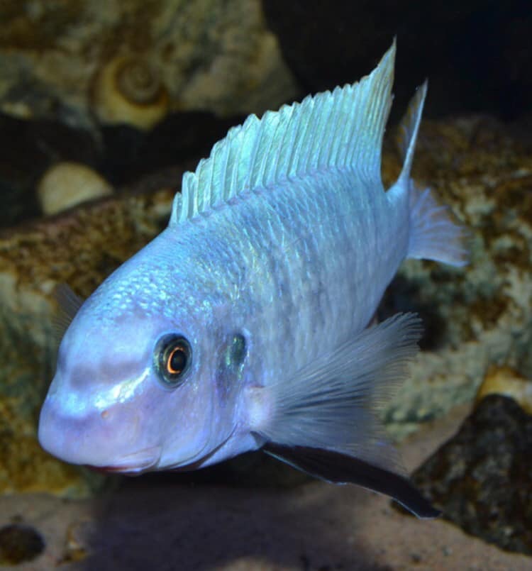 Labeotropheus fuelleborni 'Chimwalani Reef'